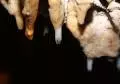 2010 09 05 pestera comarnic 133