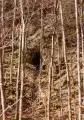 comarnic cave 029