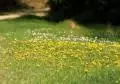 flowers 013