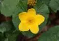 flowers 016