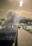 Infra Red Photoghraphy 06